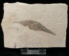 Fossil Styrax Leaf - Green River Formation #16337-1